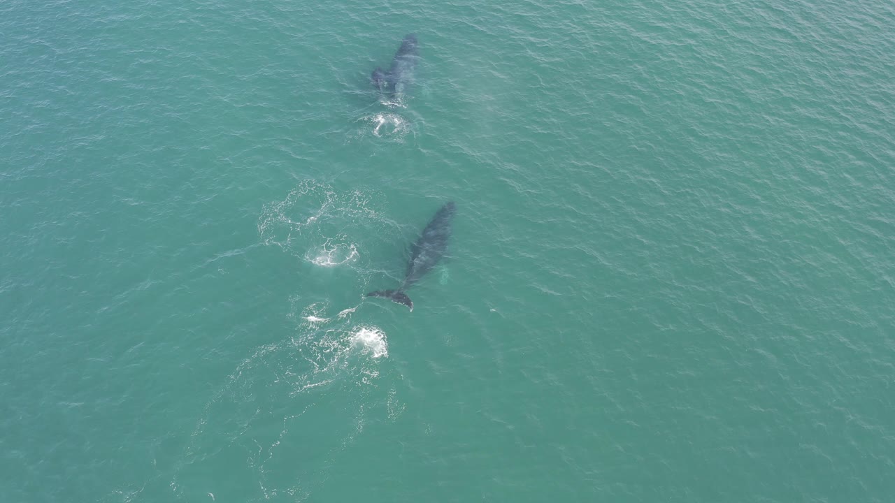 Top-down Baja California Sur, Mexico view of two dark marine animals near the surface, with white churn trailing between them and no visible people.