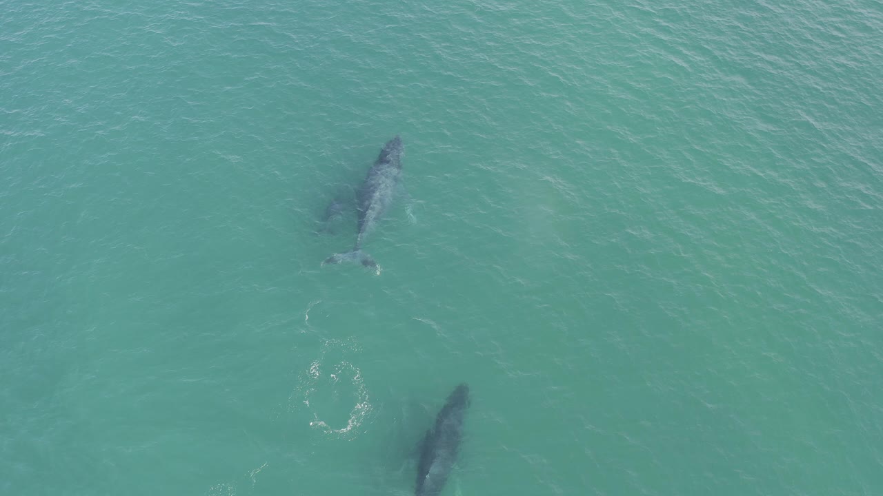 Two large dark fish move beneath turquoise-green water in Baja California Sur, Mexico, with small ripples around them and no visible people.