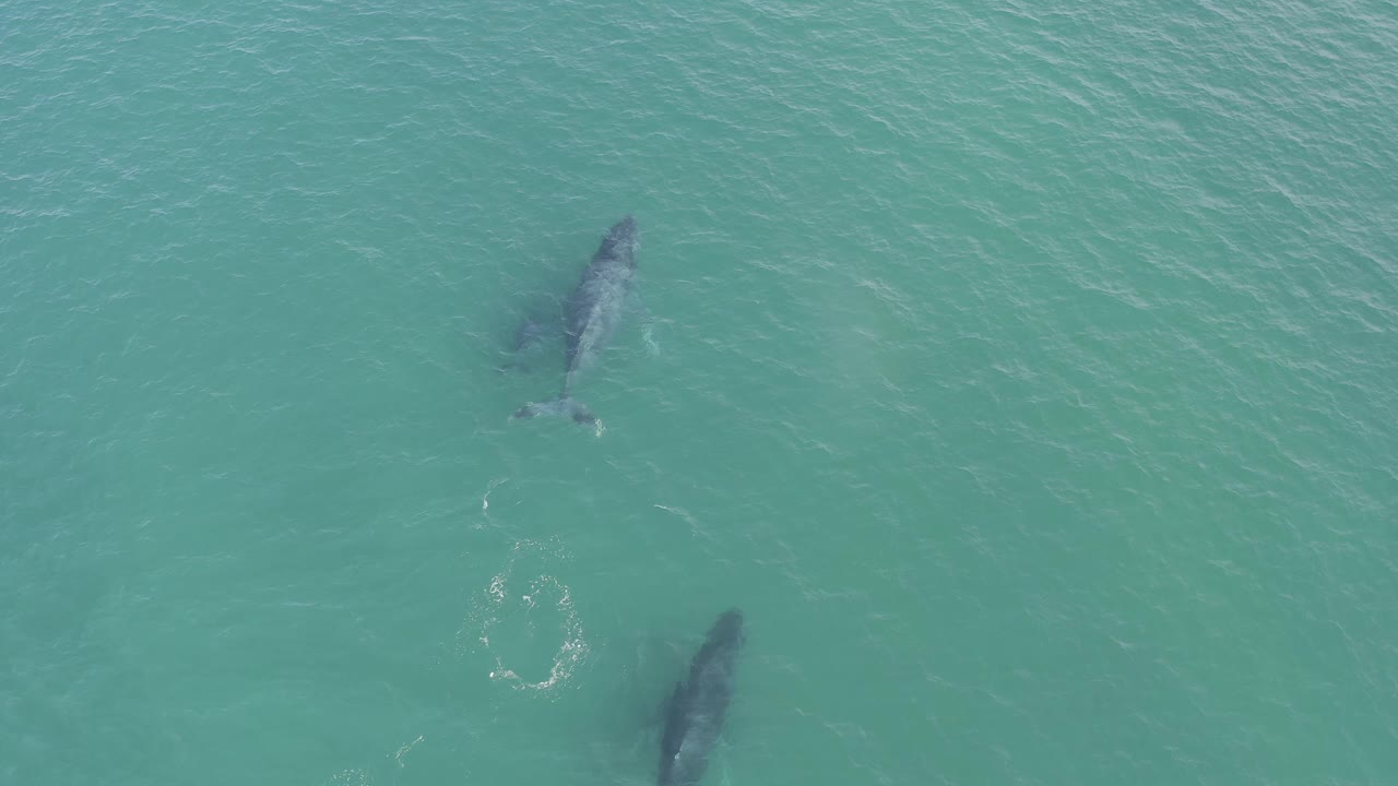 Two dark fish remain visible under rippled green coastal water in Baja California Sur, Mexico, with one higher in frame and one lower in frame and no visible people.