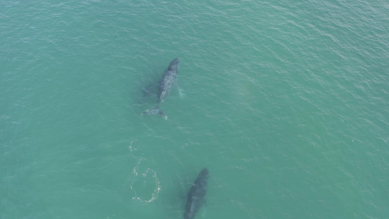 Aerial-looking view of two large fish beneath clear green water in Baja California Sur, Mexico, with faint wakes and no shoreline or people visible.