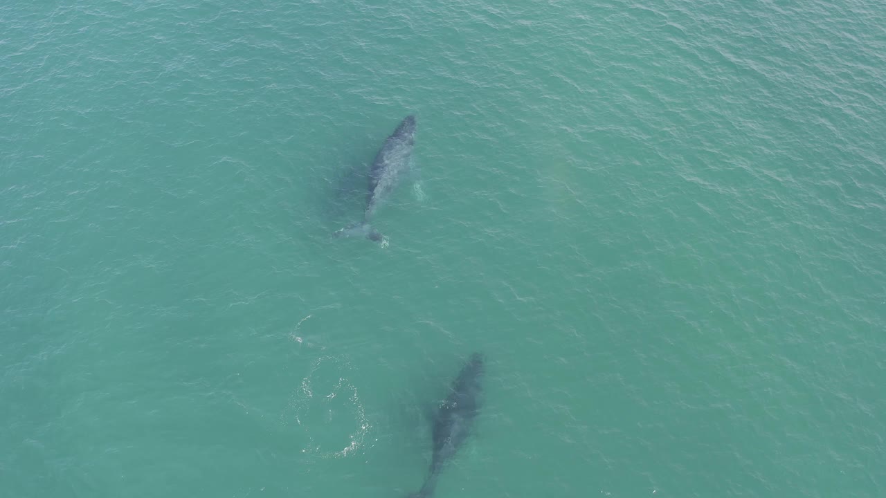 Two large fish are seen from above in pale turquoise water in Baja California Sur, Mexico, with the lower fish slightly closer to the bottom edge and no visible people.