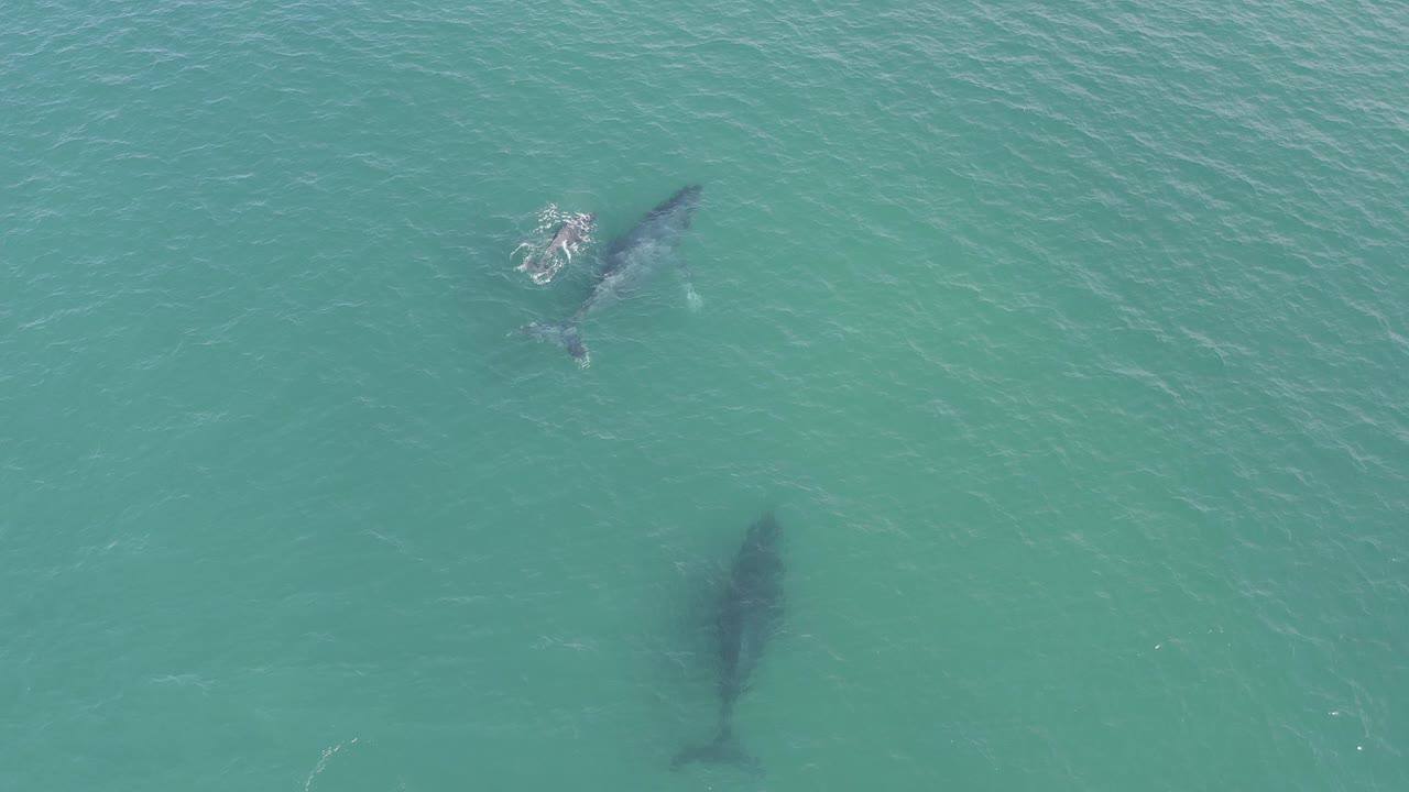 Overhead view of two whales in blue-green ocean water in Baja California Sur, with one whale near the surface at upper left and a darker whale shape below, no visible people.