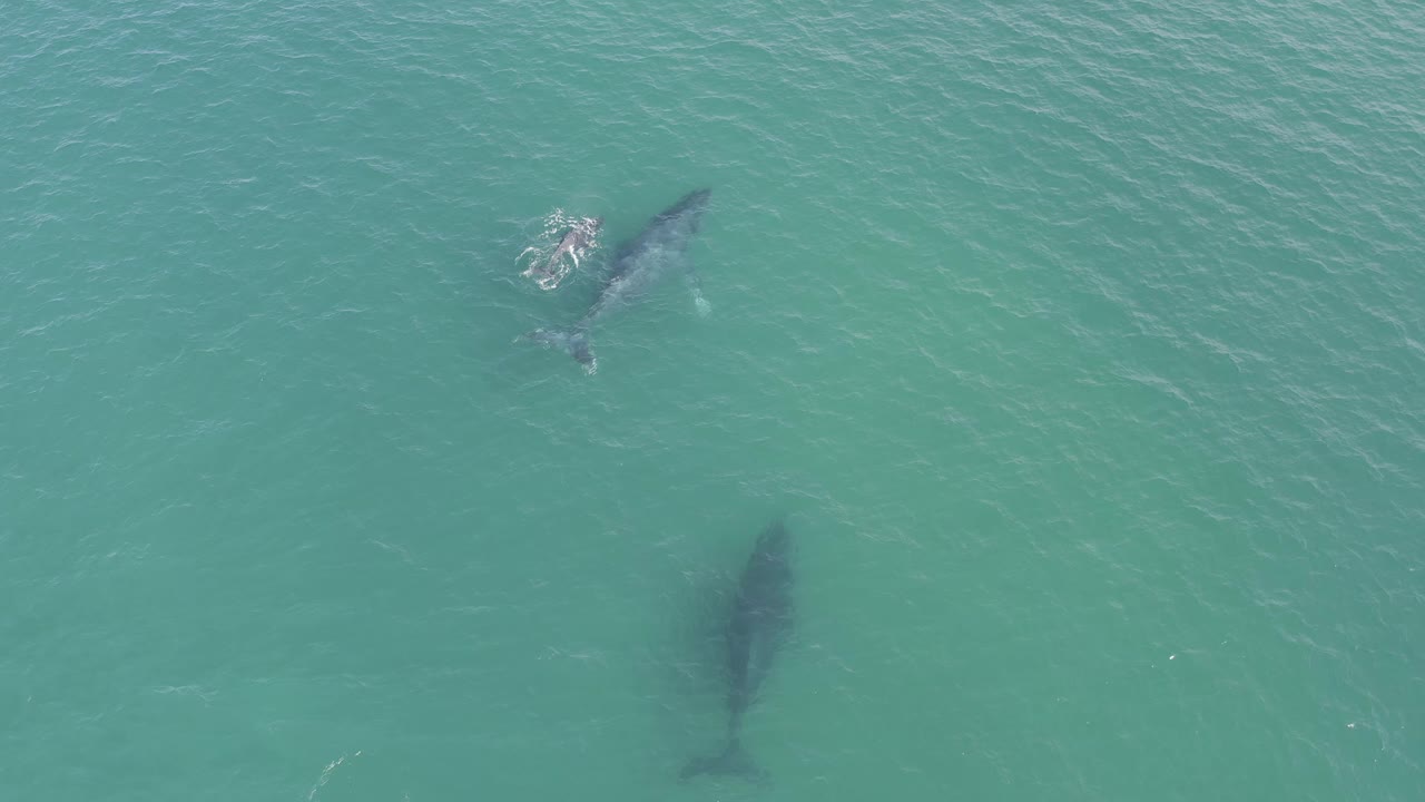 Two whales separated in rippled turquoise water.