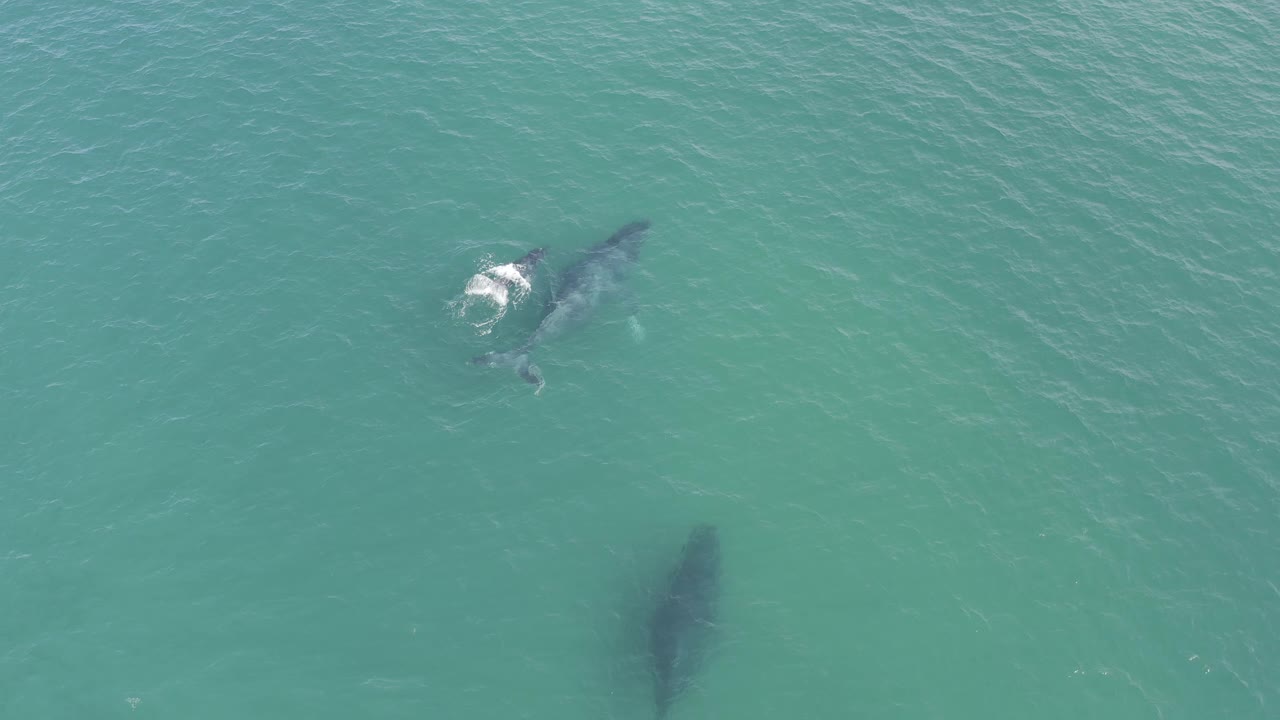 Top-down Baja California Sur ocean view with the upper whale brighter at the surface and the second whale lower in frame as a soft dark silhouette beneath blue-green water, no visible people.