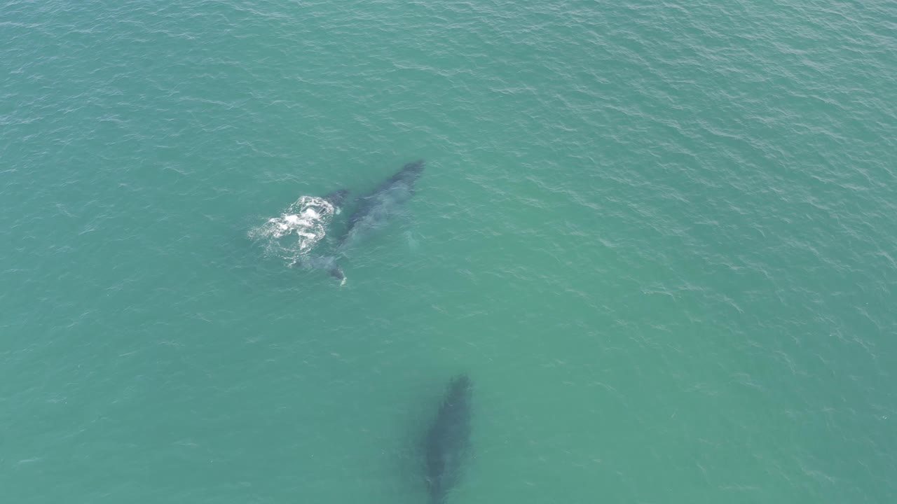 Whale near the left side with another dark whale shape below.