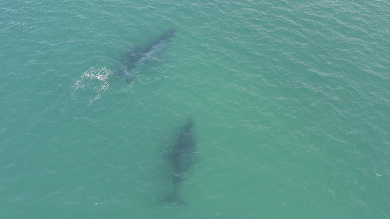 Overhead view of two whales under blue-green water in Baja California Sur, with a white surface swirl near the left whale and no visible people.