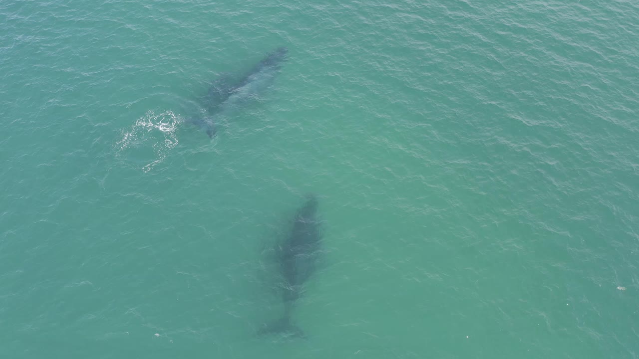 Two whale silhouettes under rippled turquoise ocean water.