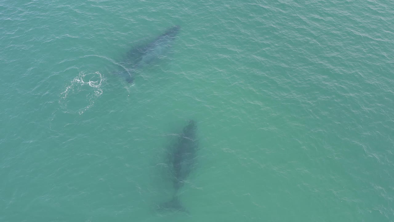 Overhead Baja California Sur view of two whale silhouettes beneath clear turquoise water, with a rounded white disturbance near the upper whale and no visible people.