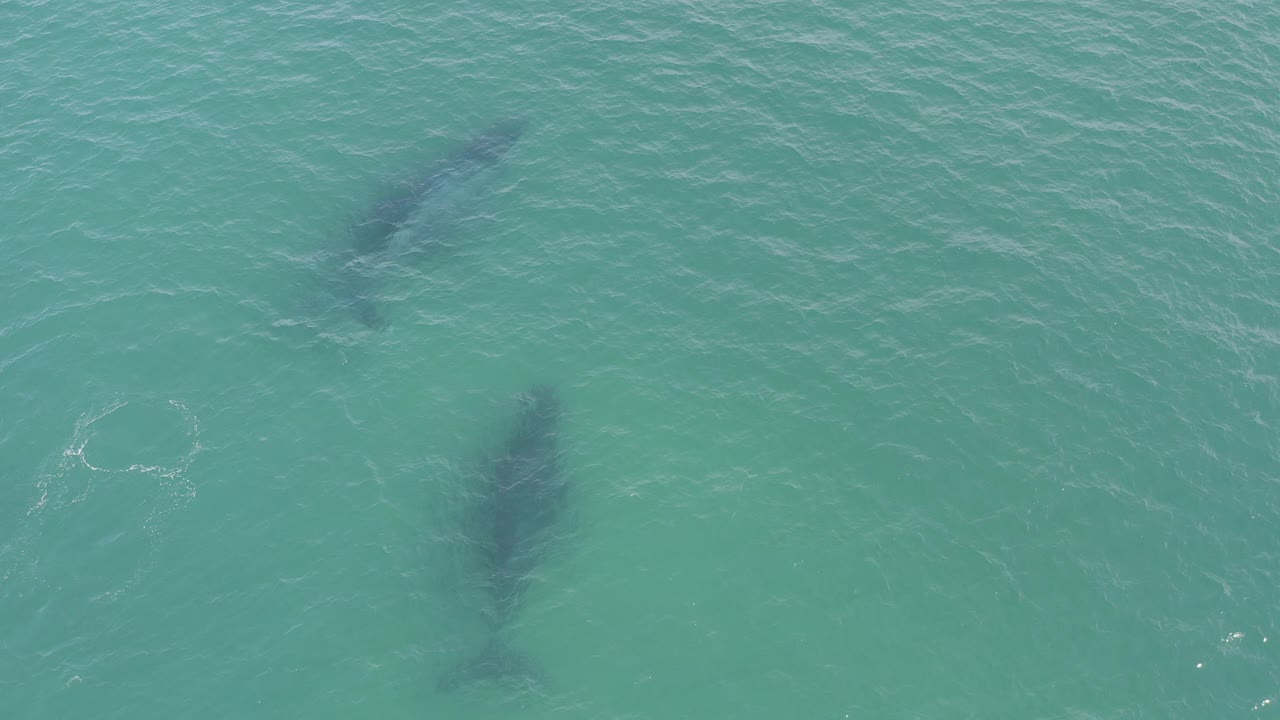Overhead view of turquoise water in Baja California Sur, Mexico, with two soft dark underwater silhouettes and no visible people.