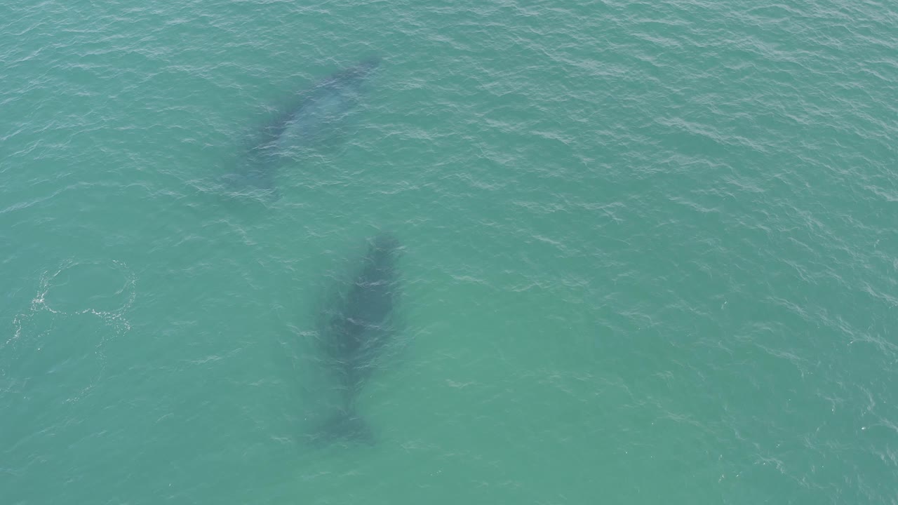 High-angle view of turquoise Baja California Sur ocean with separated dark underwater silhouettes and no visible people or vessels.