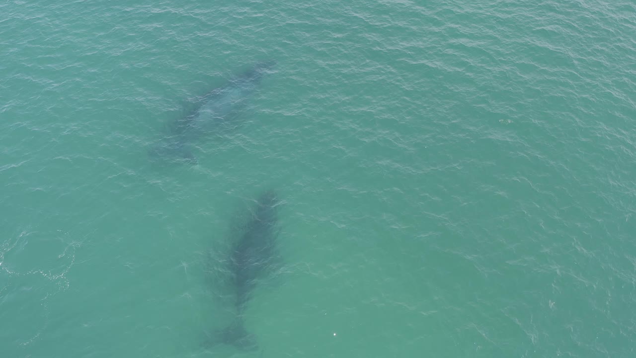 Overhead ocean view in Baja California Sur, Mexico, with two dark submerged forms at different depths of the frame and no visible people.