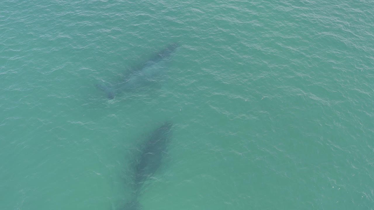 Overhead frame from Baja California Sur, Mexico showing two dark whale forms under rippled turquoise water with no visible people.