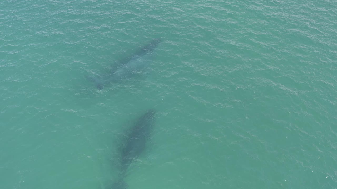Aerial view in Baja California Sur, Mexico with two submerged whale silhouettes under lightly textured blue-green ocean and no visible people.
