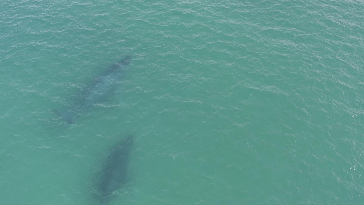 Overhead wildlife frame from Baja California Sur, Mexico showing a whale pair below clear ocean water, with the right whale appearing broader and no visible people.