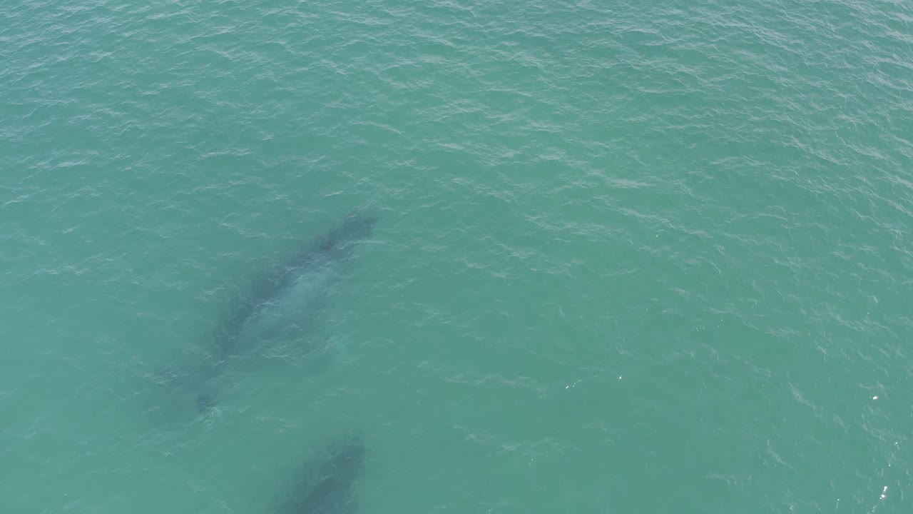 Two dark whale forms in open turquoise water.