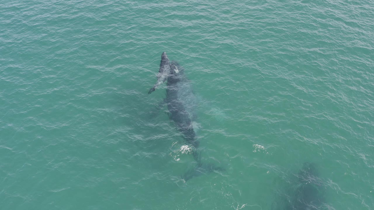 A large whale and smaller calf are visible beneath rippled blue-green water in Baja California Sur, Mexico, with no visible people.