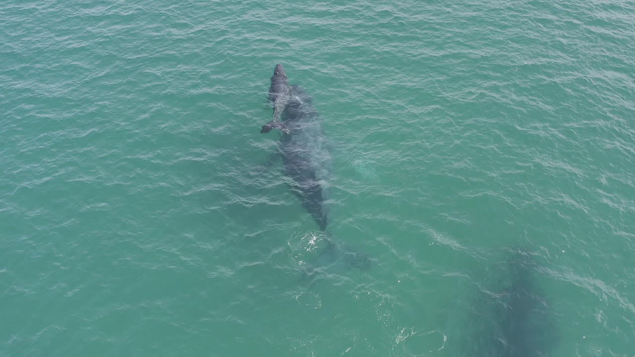 The adult whale's head and back sit just below the surface with the calf shape offset lower in the water in Baja California Sur, Mexico, with no visible people.
