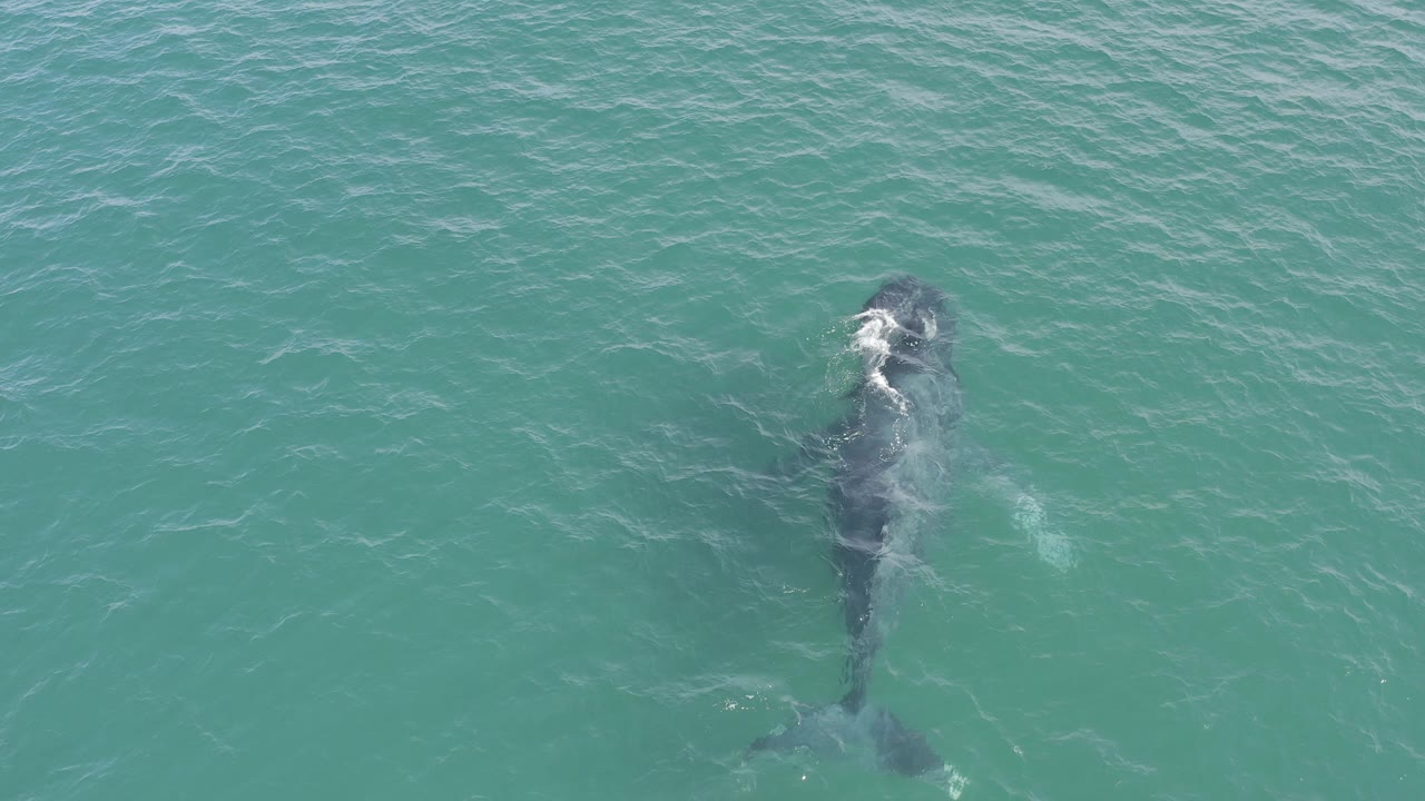 Large dark marine animal swimming below turquoise water
