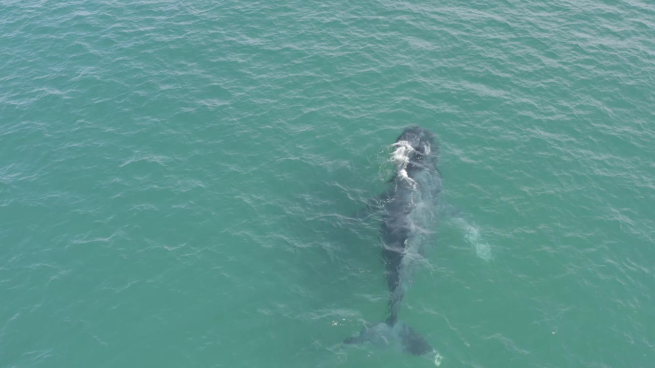 A large dark marine animal remains centered beneath the clear ocean surface in Baja California Sur, Mexico, with a small patch of foam over its upper body and no visible people.