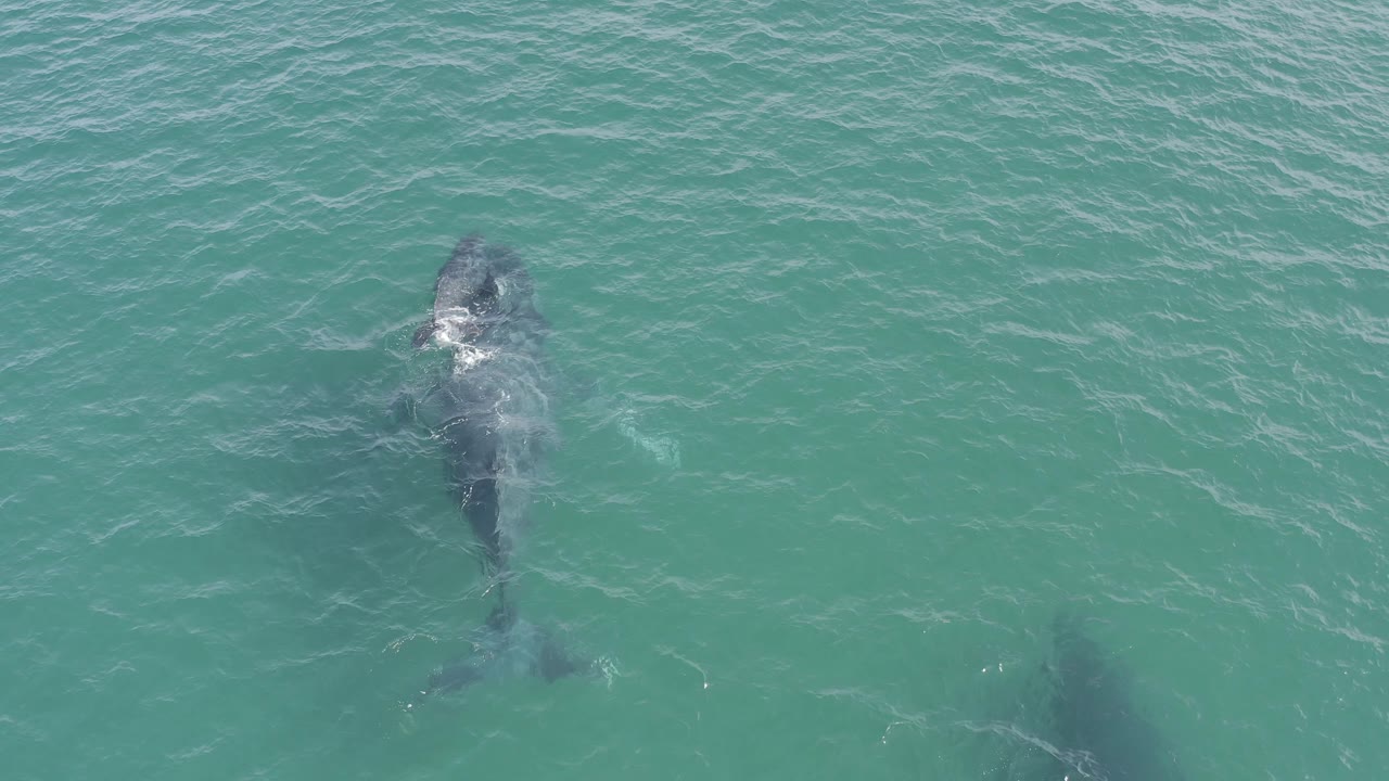 The large marine animal appears slightly farther right and angled under green-blue water in Baja California Sur, Mexico, with its tail shadow trailing behind and no visible people.
