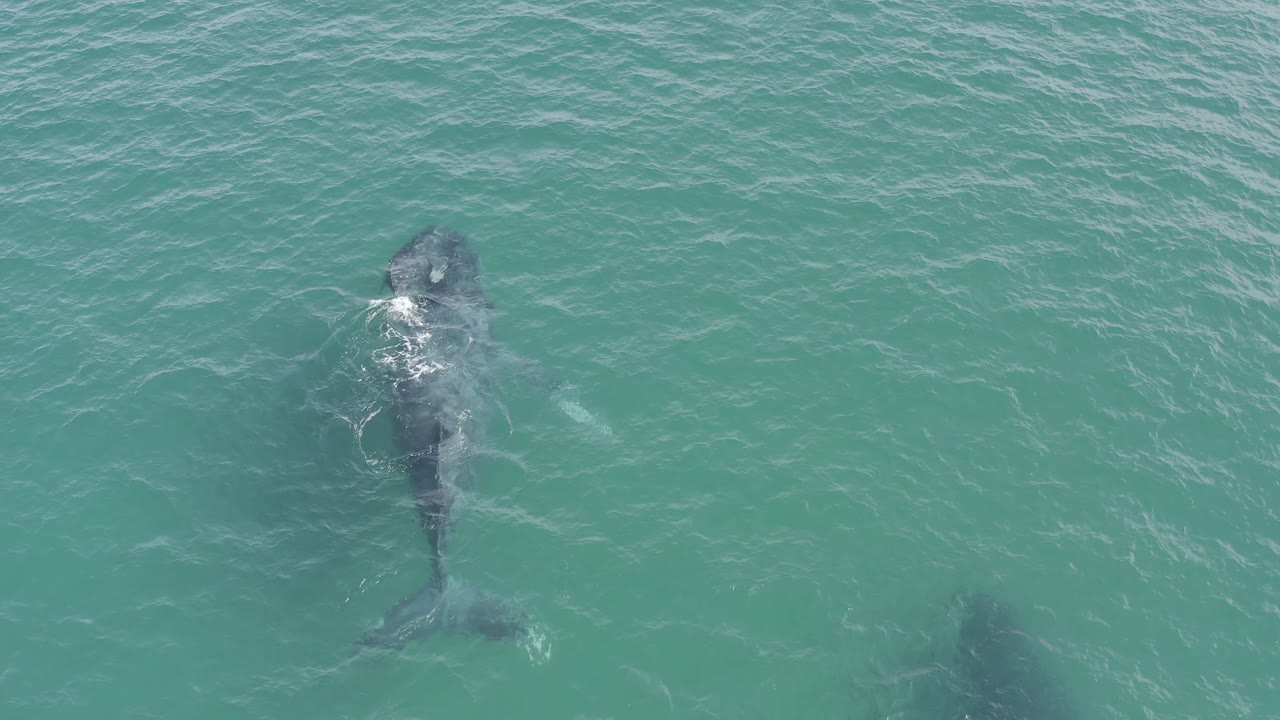 A large dark marine animal sits near the left side of the overhead frame in Baja California Sur, Mexico, with its tail visible below the surface and no visible people.