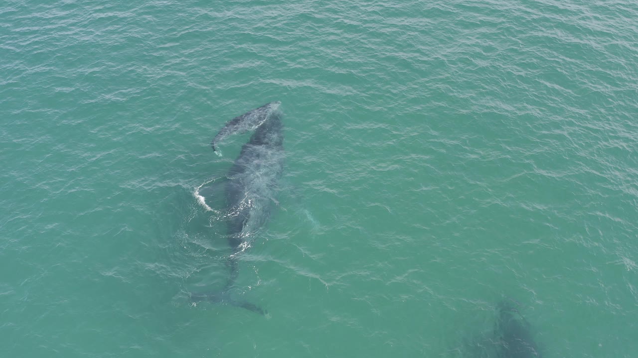 Overhead frame from Baja California Sur showing a large grey whale with a smaller calf shape below the surface in turquoise water, with no visible people.