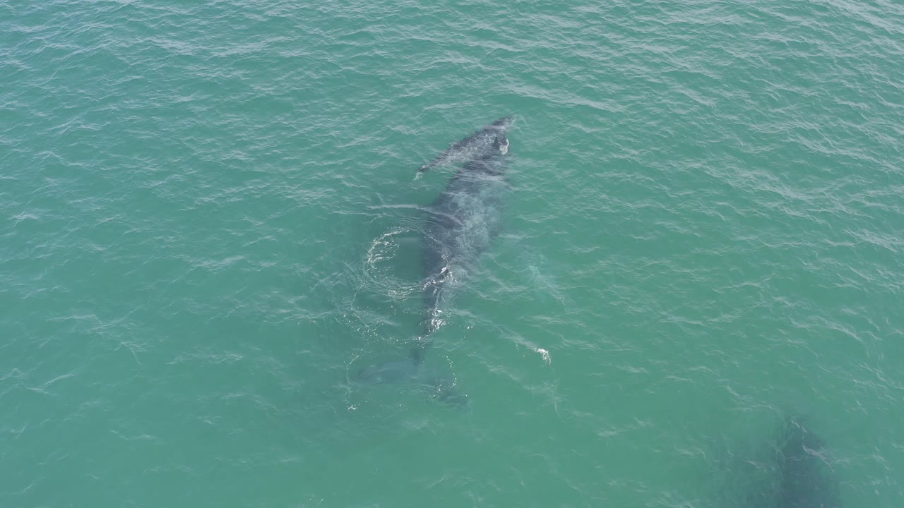 Top-down Baja California Sur frame showing the whale angled through turquoise water, with a faint calf shadow lower in frame and no visible people.
