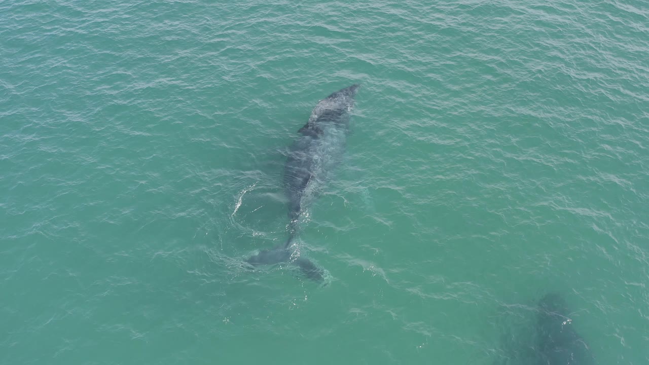 Aerial Baja California Sur frame with the whale near the left side, the calf lower in frame, pale ripples across the water, and no visible people.