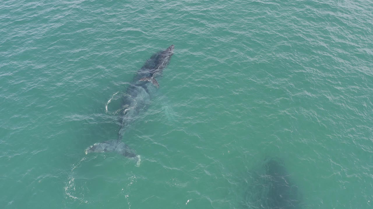 Overhead frame from Baja California Sur showing a whale angled upward through turquoise ocean water with a faint dark marine shape below and no visible people.