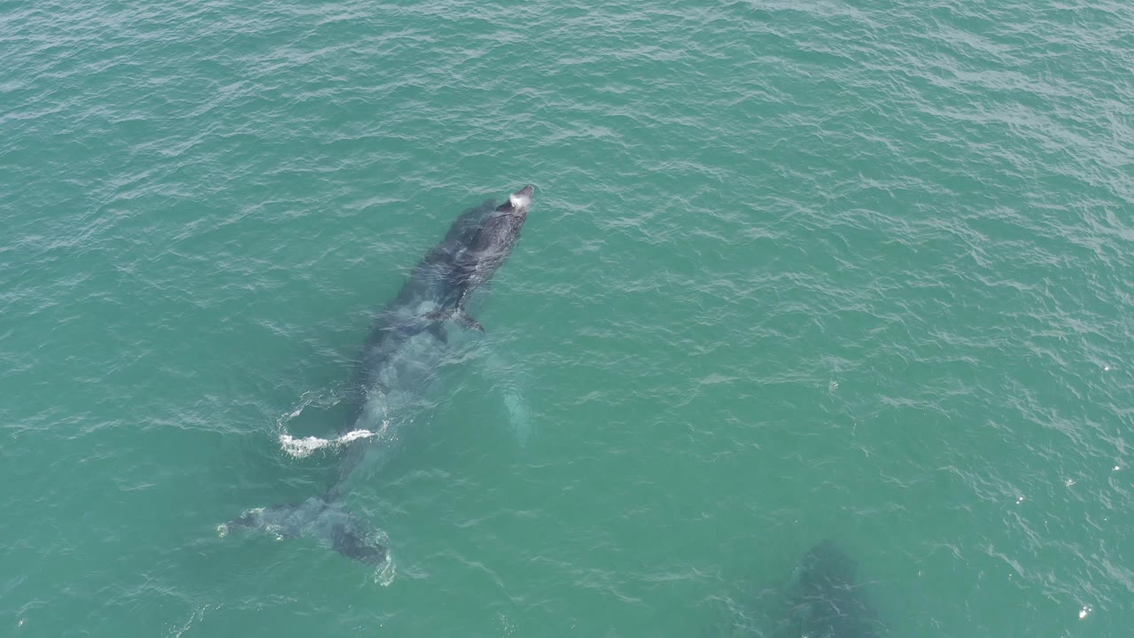 Overhead view in Baja California Sur of the whale pushing toward the surface with a small white splash near the head and a second dark shape low in the water, with no visible people.