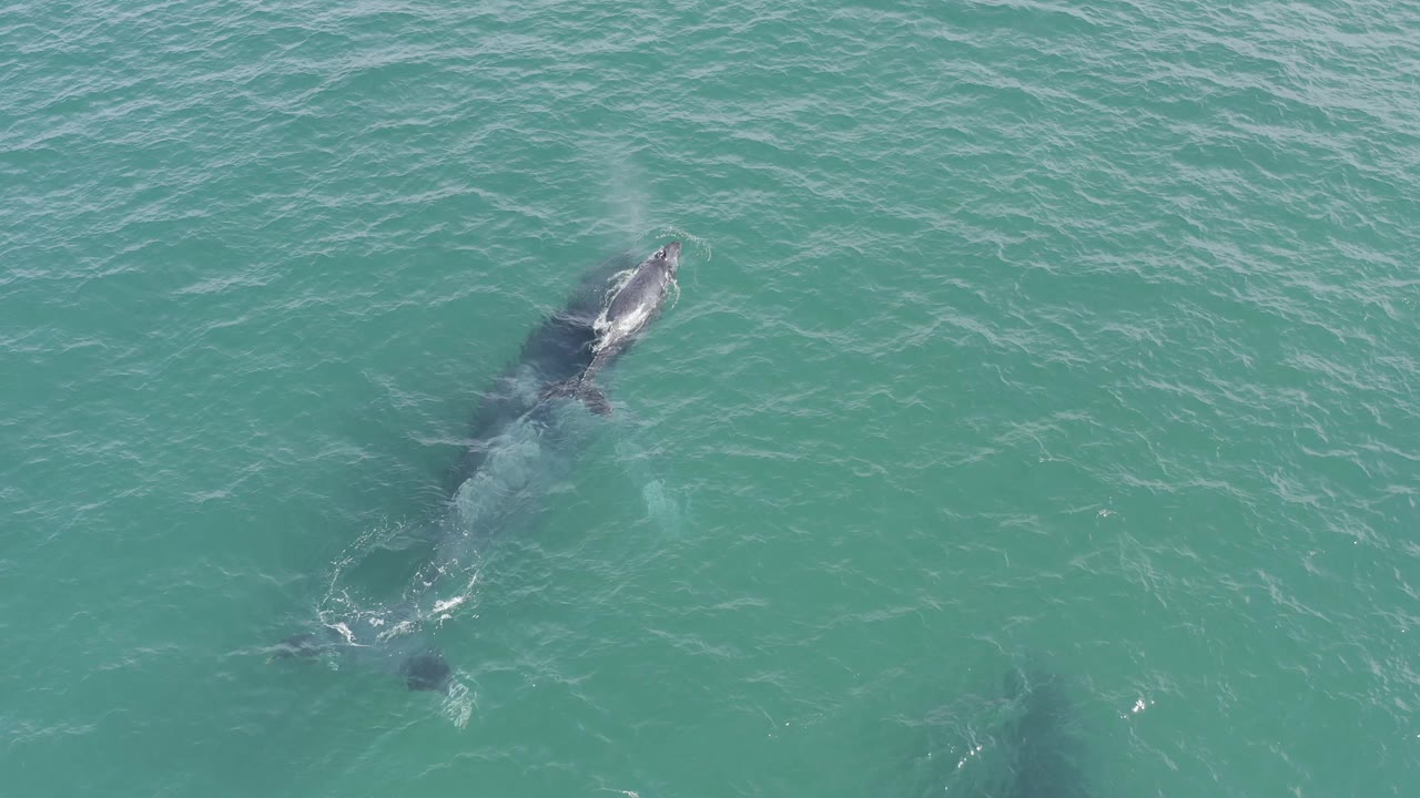Aerial frame from Baja California Sur with the whale angled diagonally, white water behind its tail, a shadowy marine form below, and no visible people.