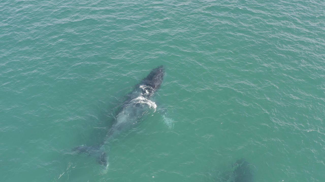 A shark moves beneath turquoise water in Baja California Sur, Mexico, with small white ripples around its head and no visible people.