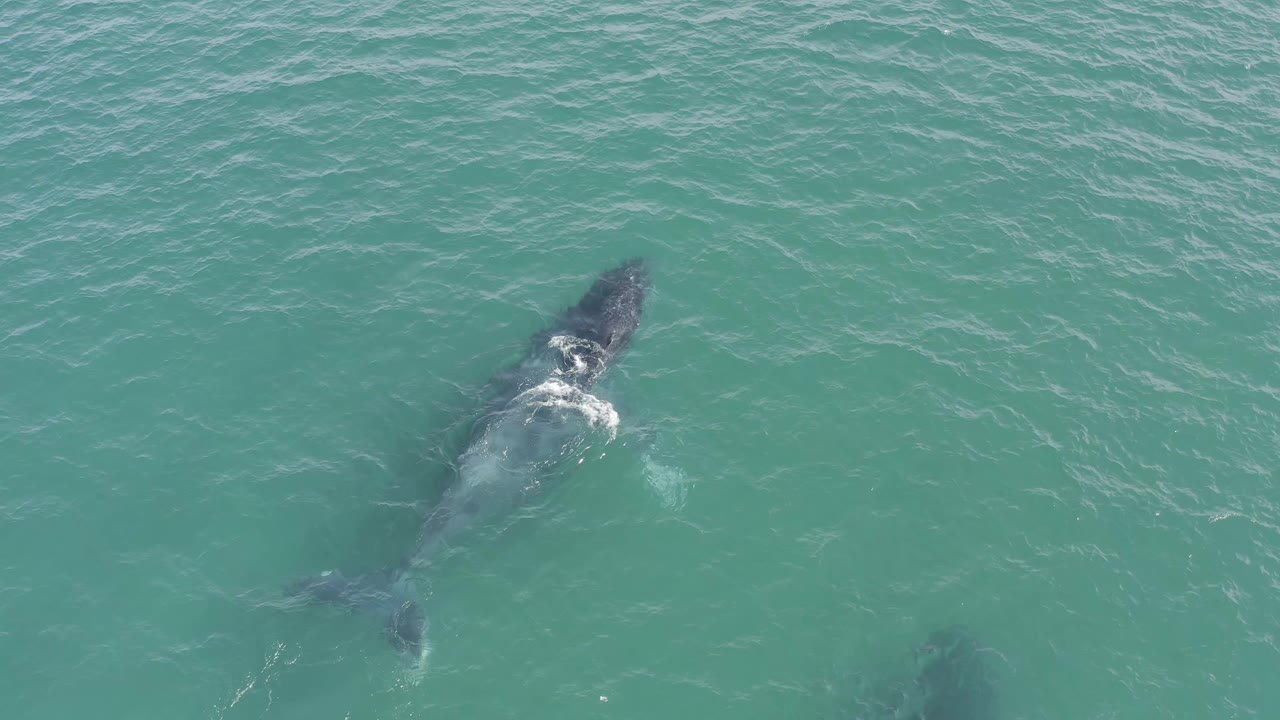 The shark remains near the center of the overhead frame, its dark body visible through the green-blue sea with no visible people.