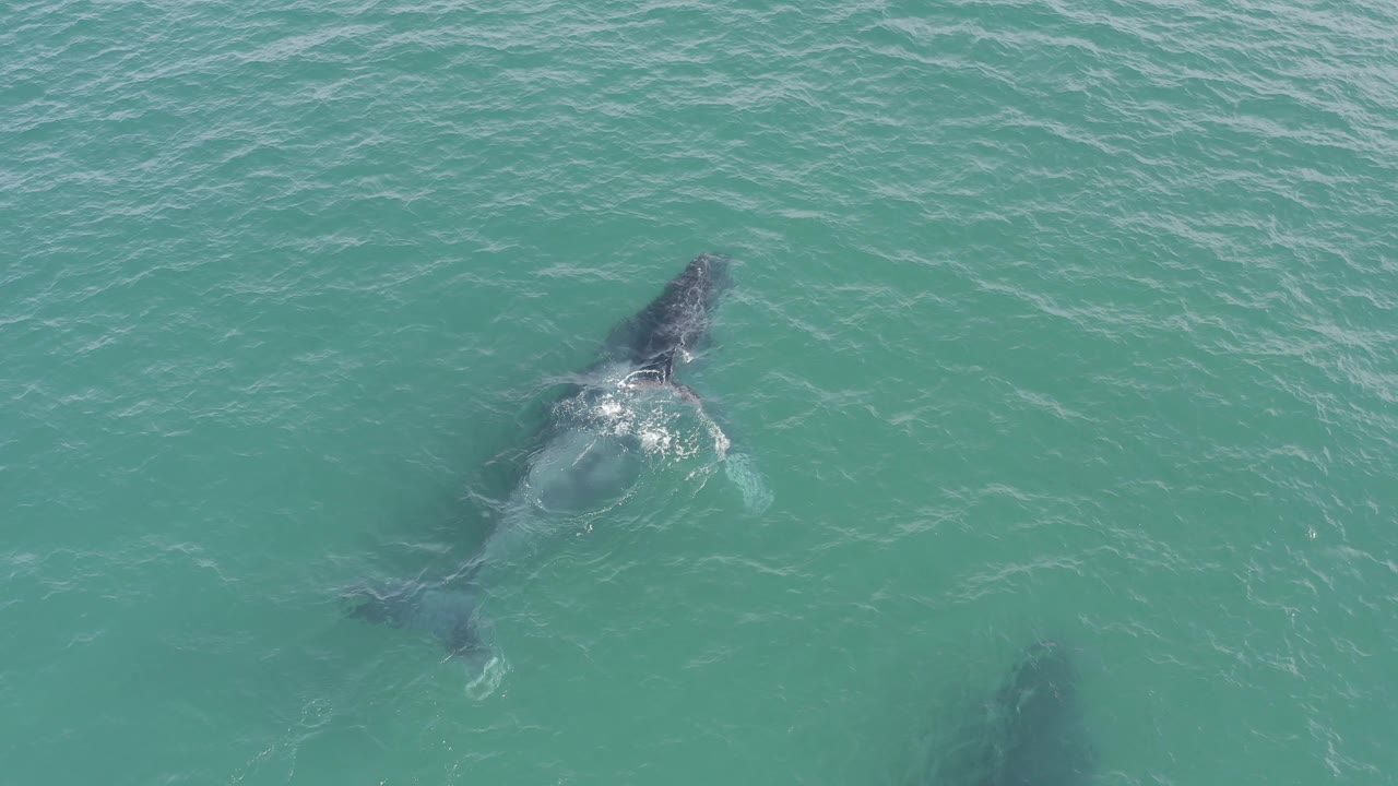 A shark angles through rippled turquoise water in Baja California Sur, Mexico, with its dorsal area and tail shape visible under the surface and no visible people.
