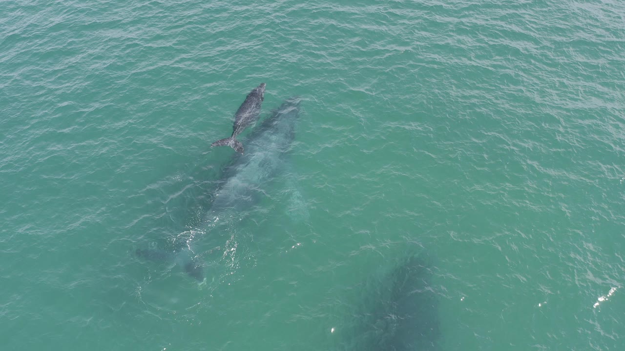 Overhead frame from Baja California Sur, Mexico showing a larger whale and smaller calf under rippled turquoise water, with no visible people.