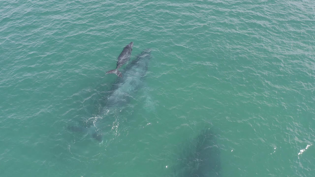 Aerial frame from Baja California Sur, Mexico with the calf slightly ahead of the larger whale in green-blue water and no visible people.