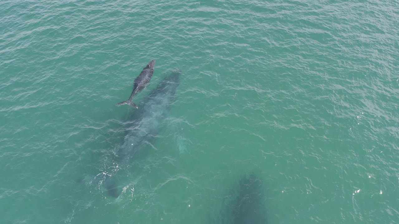 Overhead Baja California Sur frame showing the smaller whale near the upper left of the larger whale's outline, surrounded by lightly rippled turquoise water and no visible people.