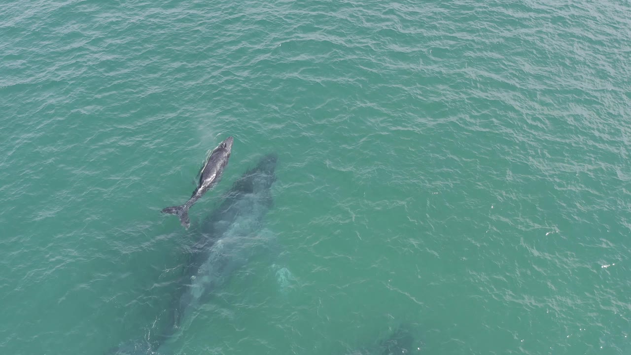 Whale and calf seen from above in open turquoise sea.