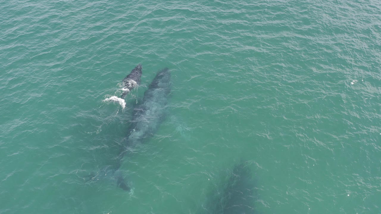 Overhead frame from Baja California Sur, Mexico showing multiple whales beneath turquoise water, with one whale near the surface making a small white splash and no visible people.