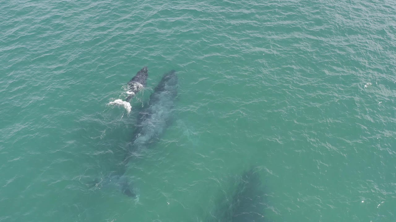 Aerial frame from Baja California Sur, Mexico with two whales near the top-left area and another darker whale shape lower in the water, all surrounded by rippled turquoise sea and no visible people.