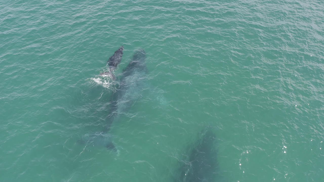 Overhead Baja California Sur frame showing a leading whale breaking the surface near the upper center while another whale form trails lower in the green-blue water, with no visible people.