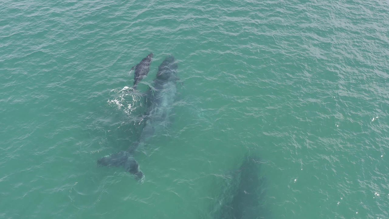 Whale group swimming under textured turquoise water.