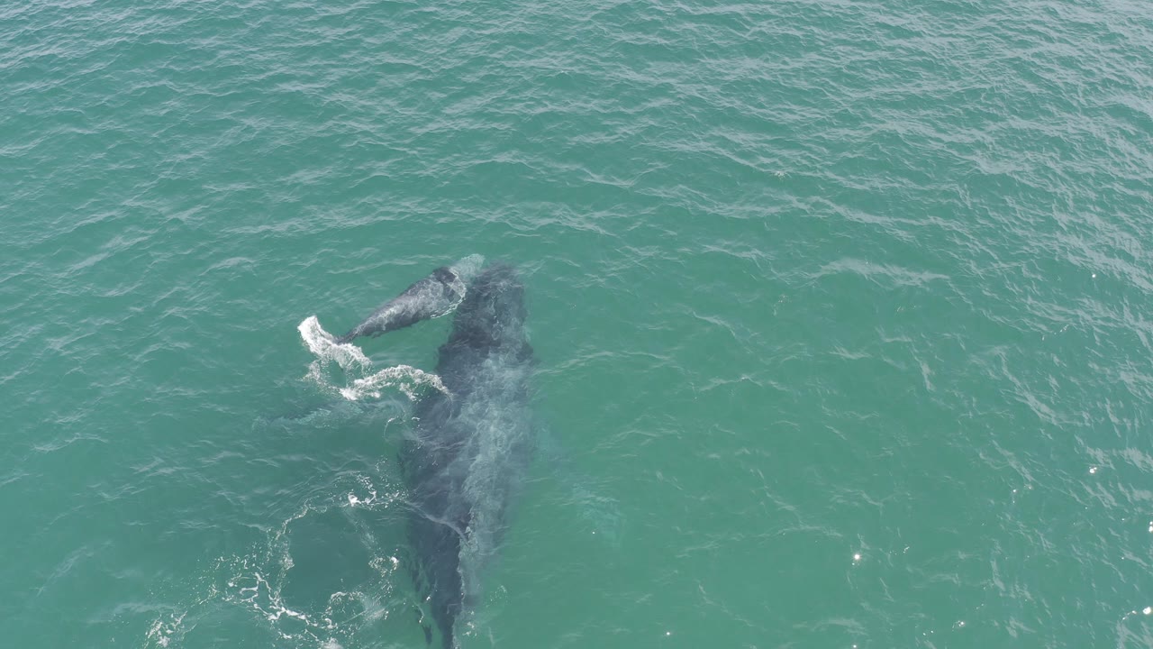 A whale and smaller calf swim just under the turquoise ocean surface in Baja California Sur, Mexico, with white water curling near the calf and no visible people.