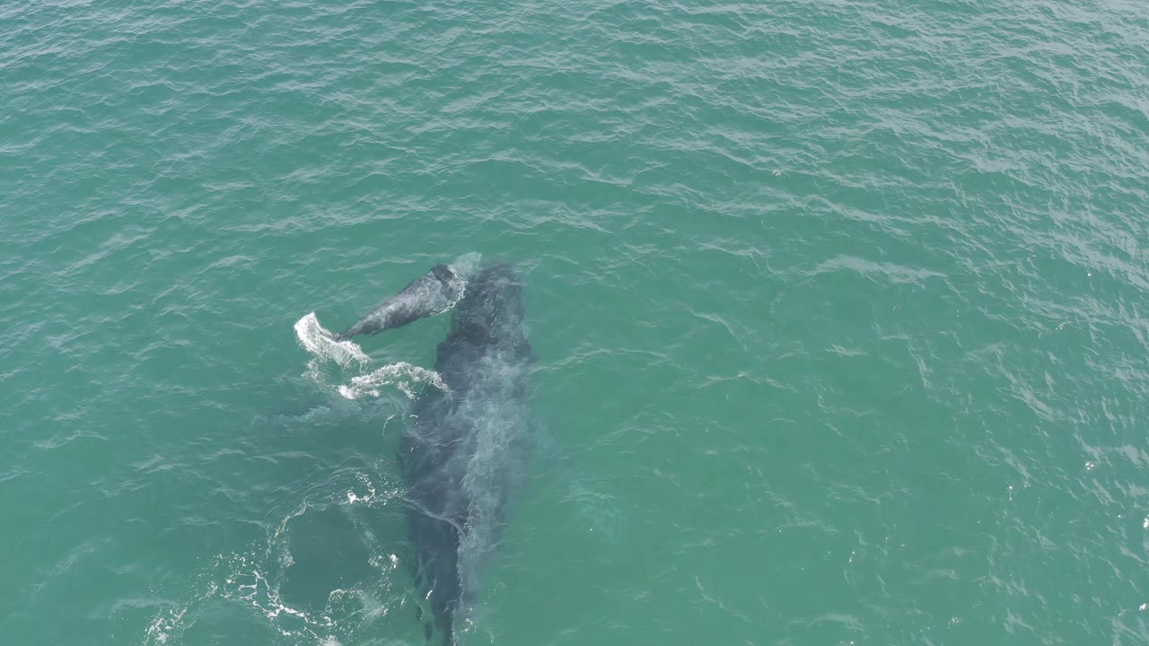 The whale and calf remain close beneath rippled turquoise water in Baja California Sur, Mexico, with the calf nearer a bright white patch of disturbed surface and no visible people.