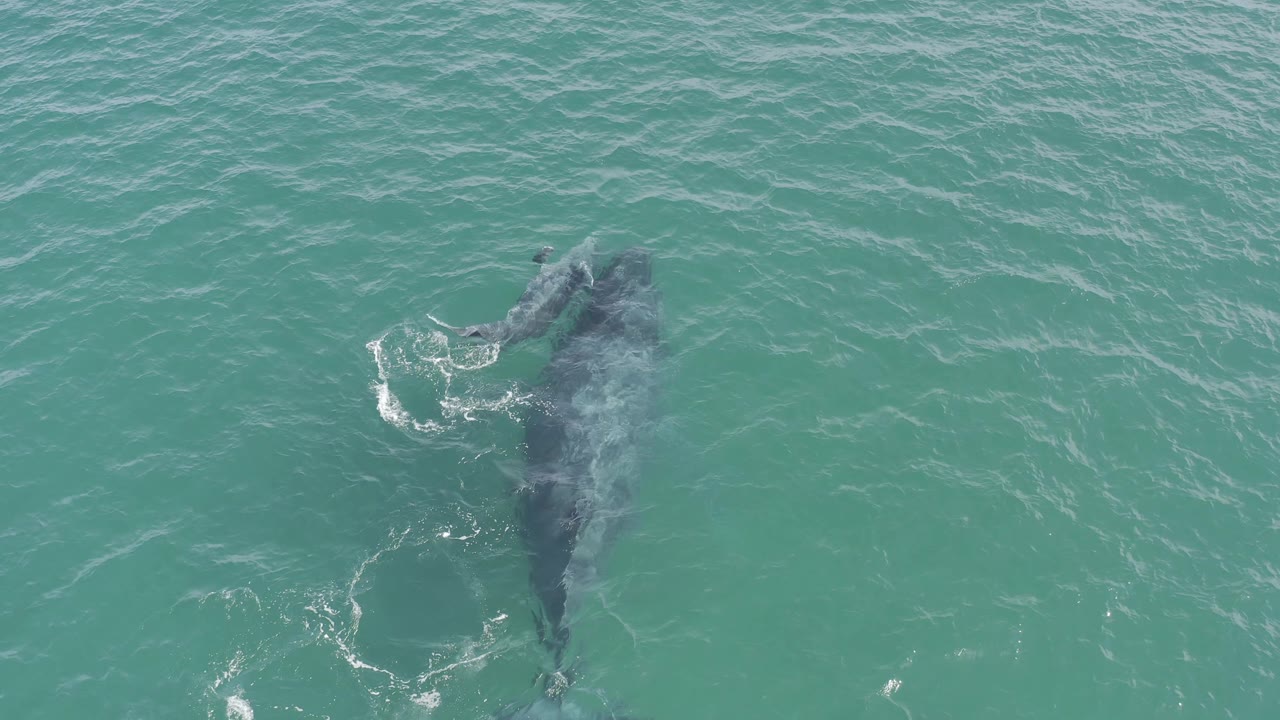 A darker whale shape and smaller calf show through the green-blue sea in Baja California Sur, Mexico, with small foam trails around them and no visible people.