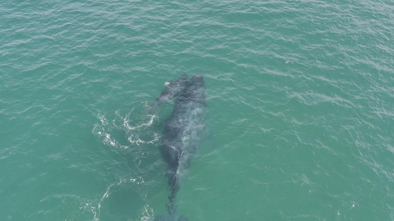 The whale and calf appear lower in the overhead frame in Baja California Sur, Mexico, partly obscured by surface texture and pale wake marks, with no visible people.
