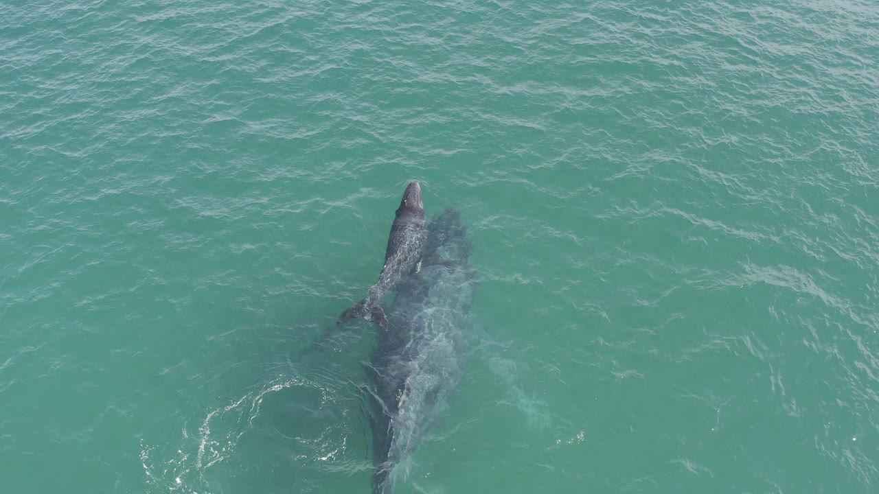 Two whales just below blue-green ocean water from above.
