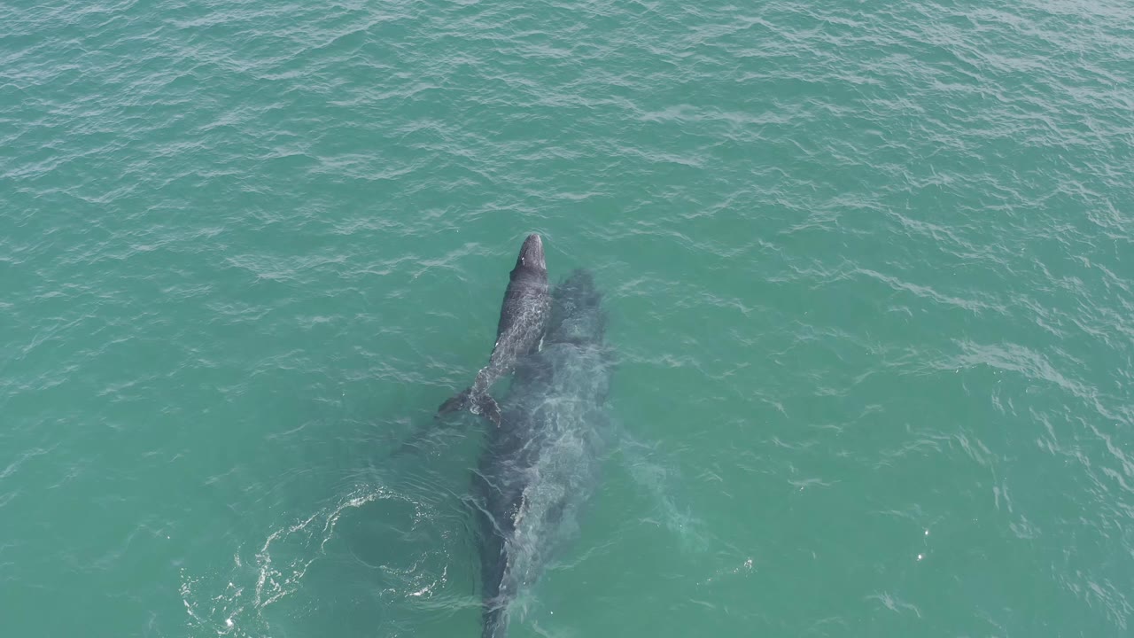 Aerial frame from Baja California Sur, Mexico, with the larger whale centered under the surface and the smaller whale nearby in rippled turquoise water, no visible people.