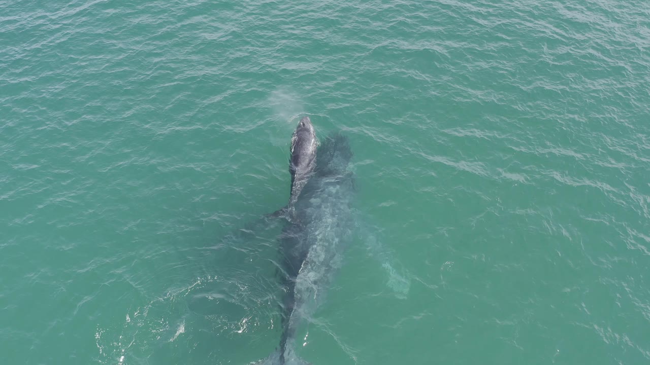High overhead view in Baja California Sur, Mexico, showing the whale pair more vertically aligned beneath the surface, with light ripples and no visible people.