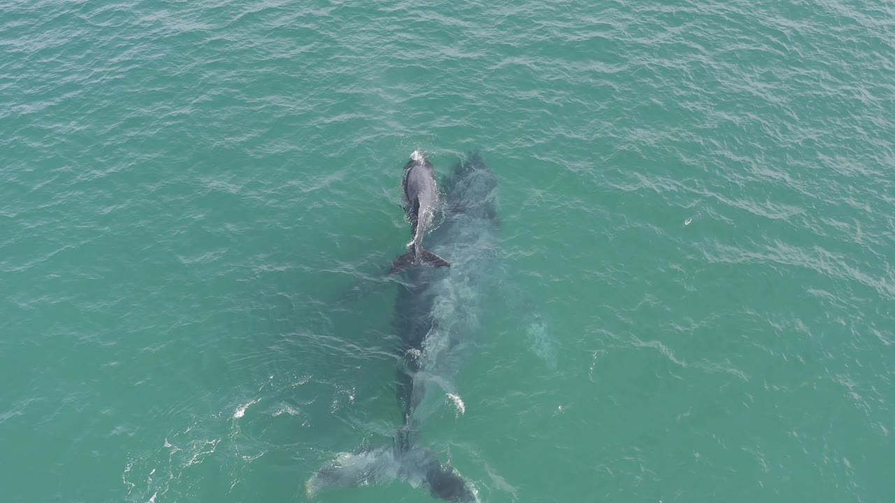Aerial view in Baja California Sur, Mexico, with the larger whale's tail shape visible under the surface and the smaller whale near its upper side, no visible people.